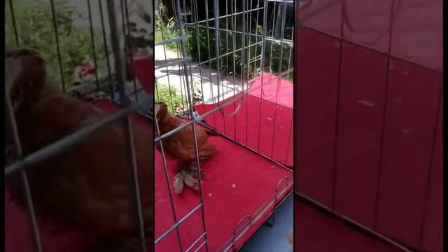 НЕОБЫЧНЫЕ ГОЛУБИ. Узбекские двухчубые голуби. Tauben. Pigeons