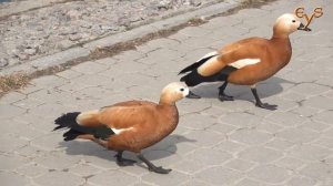 Огарь или красная утка, Ruddy shelduck (Tadorna ferruginea   )