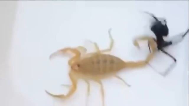Black widow spider Vs Big scorpion смотреть онлайн