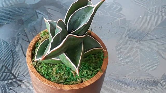 New addition to my collection (This is a Sansevieria Samurai not an agave, sorry for the mix up) смотреть онлайн