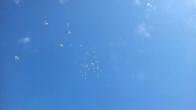 Полет красноголовых голубей смотреть онлайн