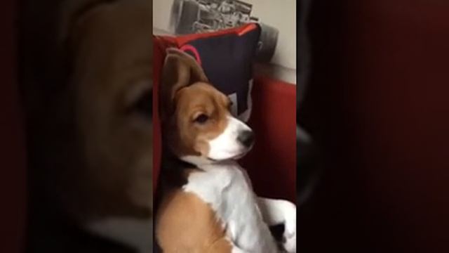 Бигль Моника приколистка смотрите до конца не забудь лайк смотреть онлайн