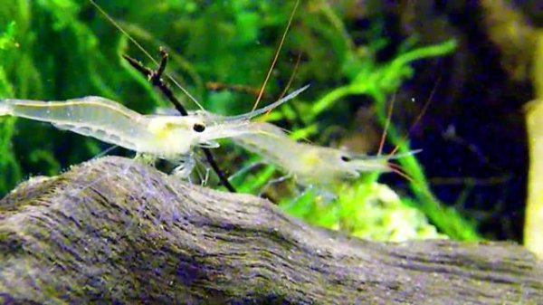 Caridina caerulea Креветка Павлин из  Сулавеси