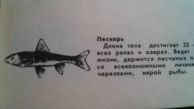 Пескарь - Где плавает смотреть онлайн