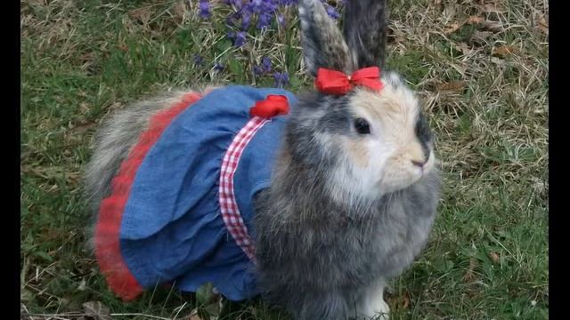 Angora Fashion Bunnistas ангора заяц шмотница смотреть онлайн