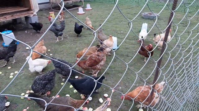 Куры Доминант