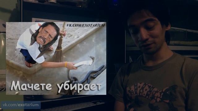 Стих о змеях смотреть онлайн