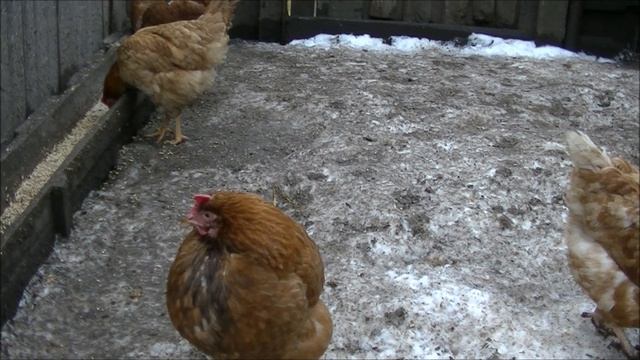 порода кур Хайсек смотреть онлайн