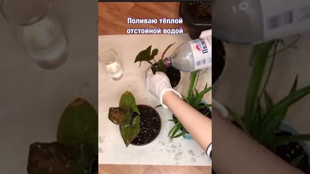 Посадка сингониума. Посадка хлорофитума. смотреть онлайн