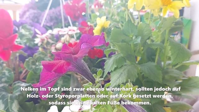 Sind Nelken winterhart смотреть онлайн
