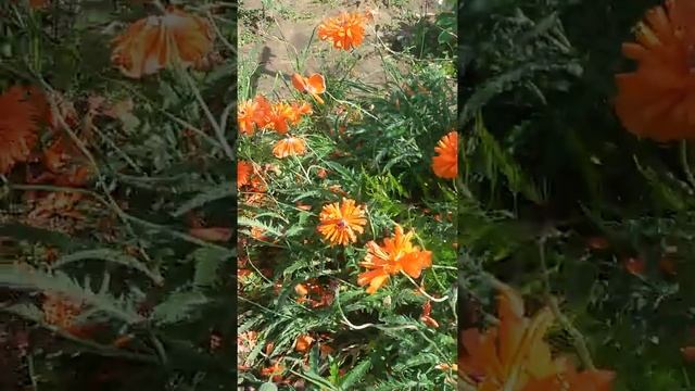 Цветы декоративные Maк смотреть онлайн