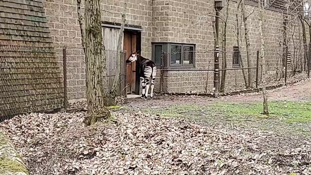 Bringing The Zoo To You: Okapi