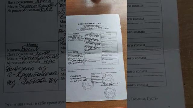 От куда ведутся мои голуби,чьих кровей? смотреть онлайн