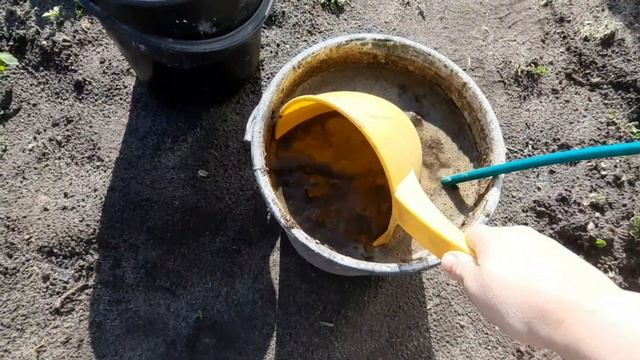 Удобрение коровяк и особенности его использования! смотреть онлайн