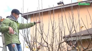 Как правильно обрезать грушу?! Очень подробное видео!!!