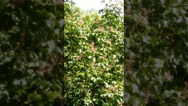 Красный каштан, 20.6 22 смотреть онлайн