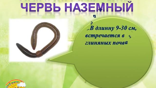 Влияние дождевых червей на образование почвы смотреть онлайн
