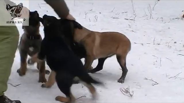 Malinois Vs German Shepherd. Щенки немецкой овчарки и малинуа, зимние игры!