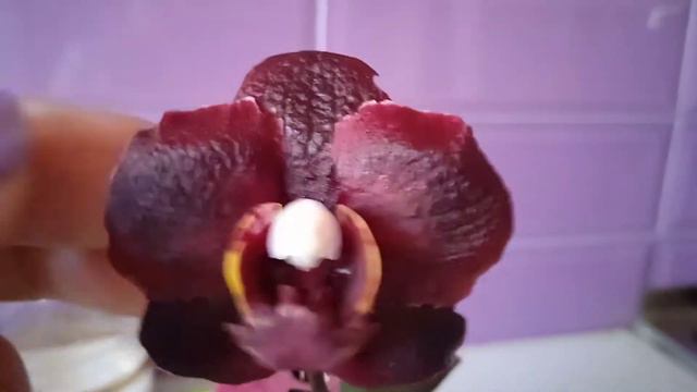 37.Phal. Black Bird х Hsinying Little Knight Voodoo . смотреть онлайн