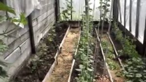 Капель в теплице