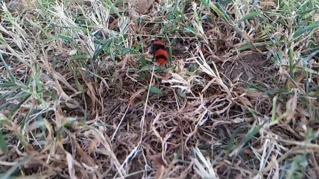 Cow Killer Ant or Velvet Ant Slo-Mo смотреть онлайн