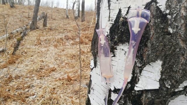 Грибная экспедиция