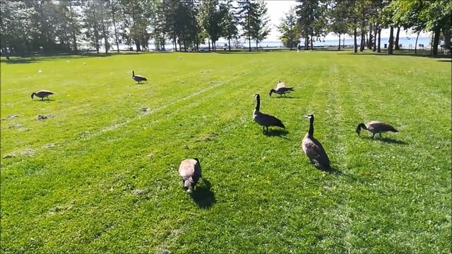 ? Canada Goose Walking In Park | Free Canadian Geese Walking In Park In Ottawa Canada