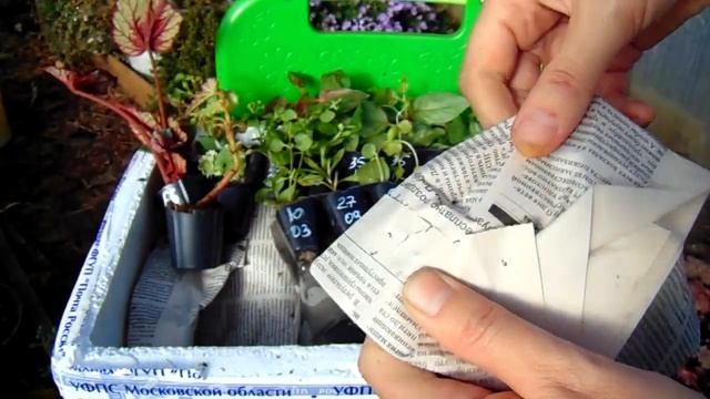 ПОСАДОЧНЫЙ МАТЕРИАЛ ПО ПОЧТЕ . РАСПАКОВКА . АГРОФИРМА ВИОЛА . смотреть онлайн