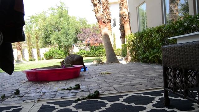 Capybaras running смотреть онлайн