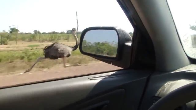 Дорожный бегун существует или страус развил скорость более 50 км/ч смотреть онлайн