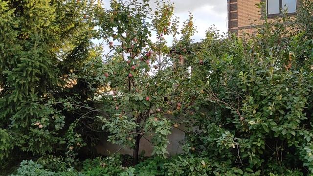 Уж небо осенью дышало...или видео ни о чем) смотреть онлайн