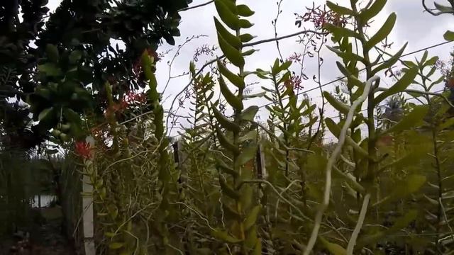 Орхолес или орхоогород. Као Лак. Счастья полные штаны! Orchid forest in Kao Lak смотреть онлайн