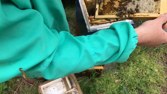 Матки в мае на вертикальных 6-ти и 12 рамочных уклейках в пересчёте смотреть онлайн