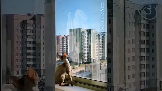 Девон Рекс Фенси смотреть онлайн