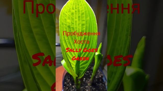 Хоста сорт Sally Goes Green почувствовала приближении весны #hosta#sallygoesgreen# смотреть онлайн