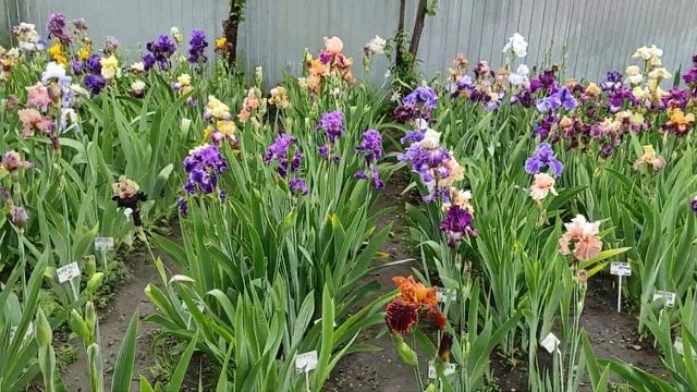 Майское 2021 цветение ирисов в нашем саду смотреть онлайн