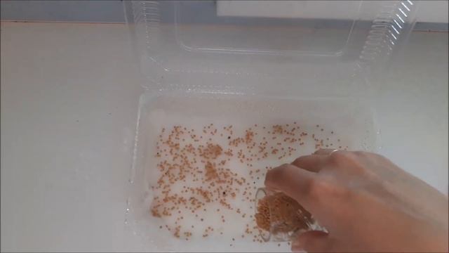 Микрозелень. Сажаю горчицу. смотреть онлайн