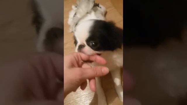 Японский хин балуется смотреть онлайн