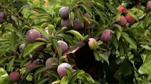 Слива Алтайская Юбилейная, привитая на терн, Обильное плодоношение