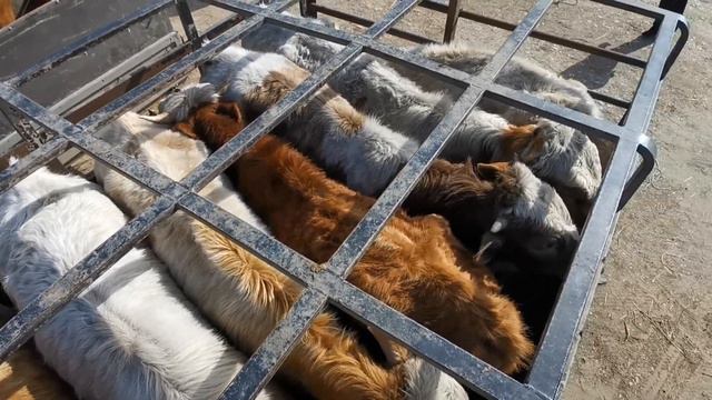 Скотный рынок. город Хасавюрт 04.03..2022год смотреть онлайн