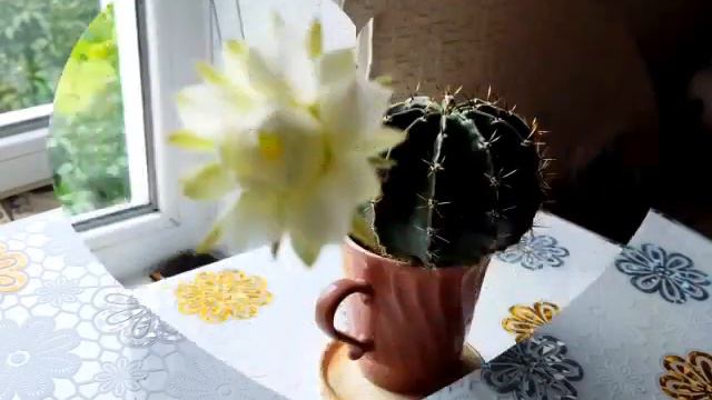 Кактус зацвёл. смотреть онлайн