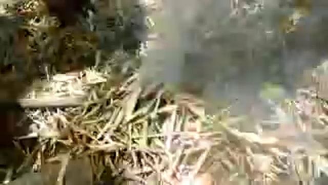 Primitive Technology Stealing Python Snake Eggs Cooking And Eating Snake Eggs low смотреть онлайн