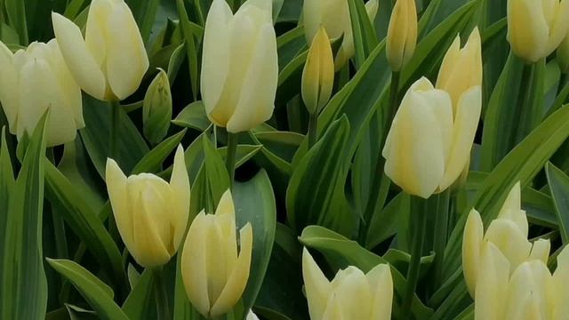 #КЕКЕНХОФ#Парк цветов# смотреть онлайн