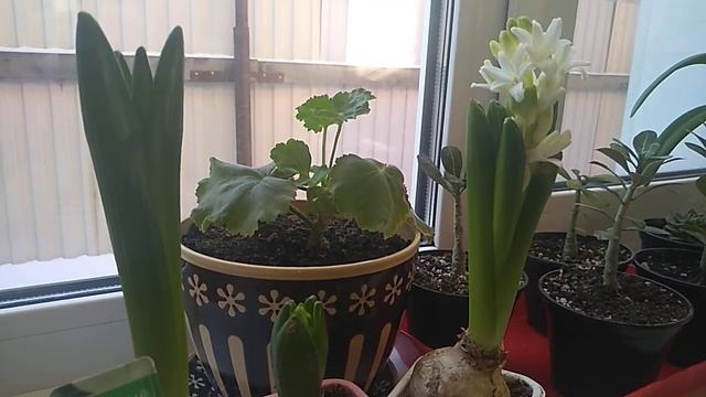 ГИАЦИНТЫ. ЧТО ДЕЛАТЬ С ЛУКОВИЦЕЙ ПОСЛЕ ЦВЕТЕНИЯ??? смотреть онлайн