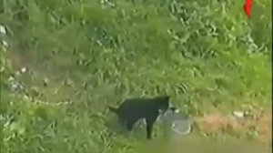 Улетные животные Выпуск 7