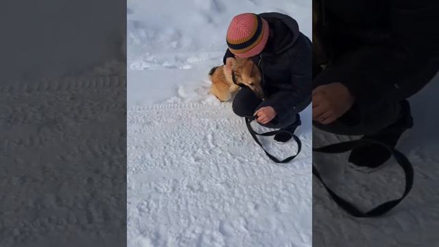 Шикарная Бубуся в поисках дома! Пожалеть можно только о том, что "не успели" забрать девчулю себе! смотреть онлайн