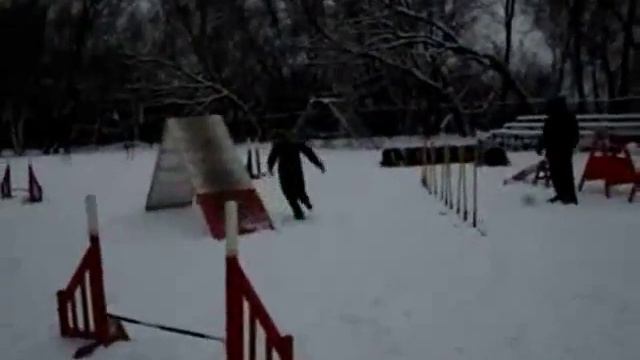 Agility competitions January 2010 смотреть онлайн