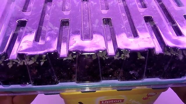 Лизиантус Эустома! ДЛЯ УСКОРЕННОГО РОСТА ИДУ НА ХИТРОСТЬ! смотреть онлайн