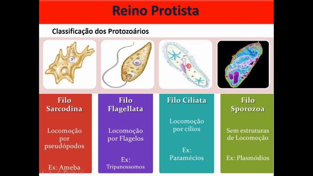 Reino protoctista parte 1 смотреть онлайн