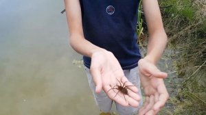 Паук серебрянка